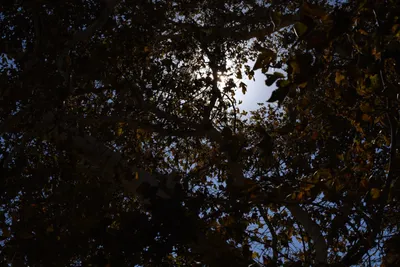 DSC_2296 (Large).JPG